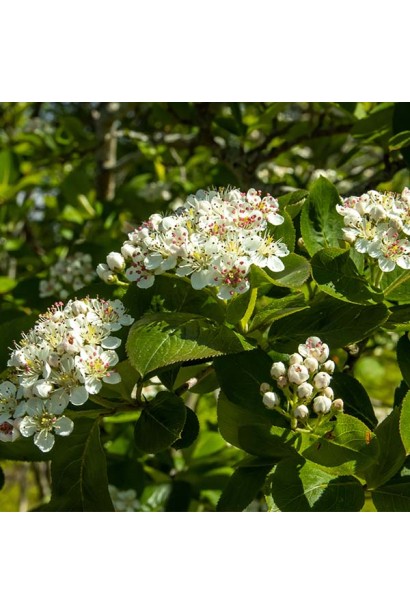 Квіти Аронії червоної Брілліант 